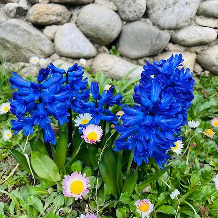 Serenity Garden Runcu (Gorj)